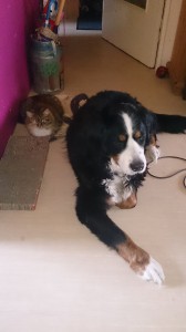 Hund und Katz 